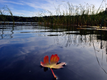 00043_1- Zeichen des Herbstes_Katja Priefert.jpg